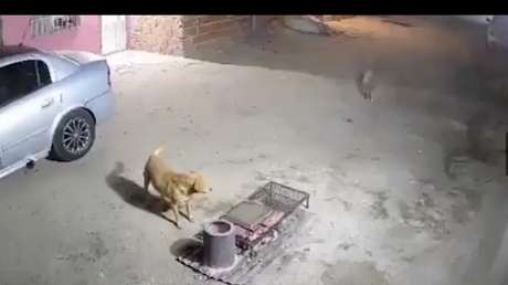 VIDEO: Inesperados visitantes terminan robándose toda la carne de un asado