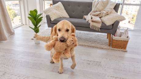 VIDEO: Un perrito invita a jugar al ladrón que entró a su casa