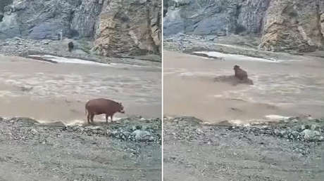 Una vaca da cátedra de física y 'calcula' la corriente de un río para cruzar a salvo (VIDEO)