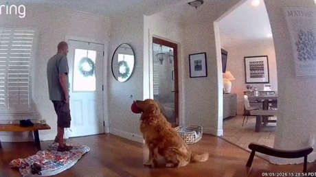 VIDEO: Un perrito invita a jugar al ladrón que entró a su casa