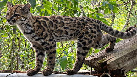 Descubren en Sudamérica una nueva especie de felino salvaje, por primera vez en 100 años (VIDEO)