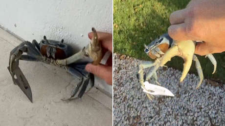 El "cangrejo gánster" aparece con un cuchillo entre las pinzas (VIDEO)