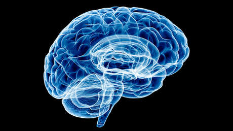 El cerebro humano podría ser dos órganos distintos (y no se trata de los dos hemisferios)