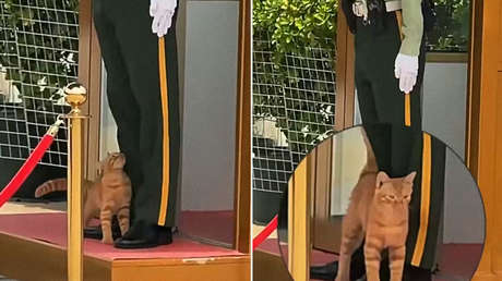 VIDEO: Un pequeño gato pone a prueba la disciplina de un agente en China