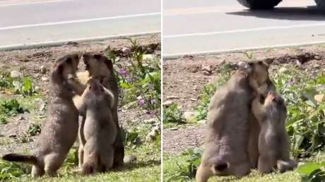 ADORABLE VIDEO: Bebé marmota intenta separar a sus padres mientras se pelean