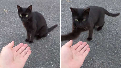 VIDEO: La curiosa forma de saludar de un tierno gatito a quien lo alimenta