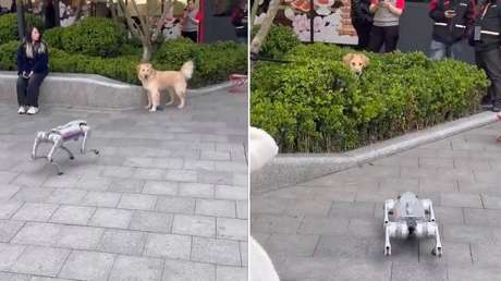 Un perro real se encuentra con un perro robot y este VIDEO muestra el desenlace