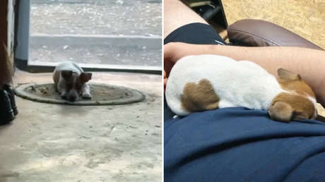 Una perrita se sacrifica para salvar a soldados rusos de un dron enemigo