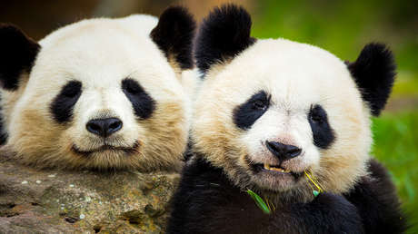 Xi anuncia que China enviará dos pandas a EE.UU