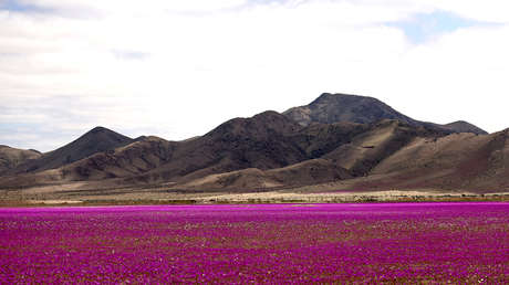 Florece uno de los desiertos más áridos del planeta (VIDEOS)