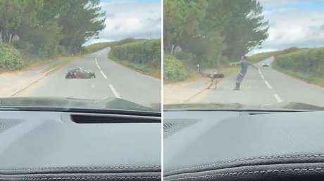 VIDEO: Surrealista lucha entre un emú y un hombre en plena carretera tiene este final