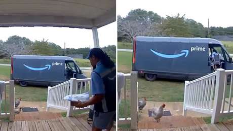 Gallinas 'belicistas' hacen huir a un repartidor de Amazon (VIDEO)
