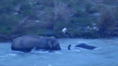 Una madre siempre está ahí: elefanta reta a la corriente para salvar a su cría (VIDEO)