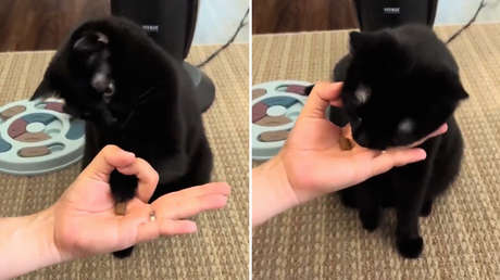 ¿Quieren comprobar el CI de su gato? Hay una forma de hacerlo (VIDEO)