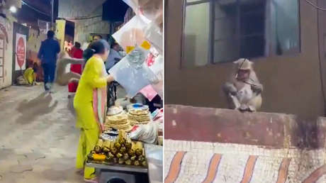 'La banda de la banana': monos roban a turistas en la India y exigen comida como rescate