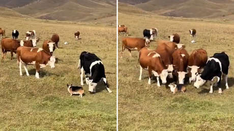 VIDEO: Un corgi desconcierta a un rebaño de vacas