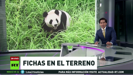 China envía 'pandas de la diplomacia' a EE.UU. a una larga misión (VIDEO, FOTOS)