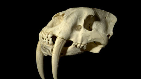 Hallan los restos del verdadero "dientes de sable" de Suramérica