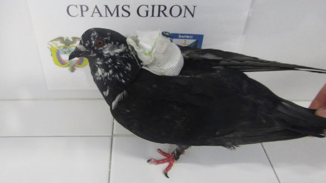 Captan in fraganti a una paloma traficante