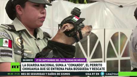 La Guardia Nacional de México suma a un perrito chihuahua que se entrena para búsqueda y rescate
