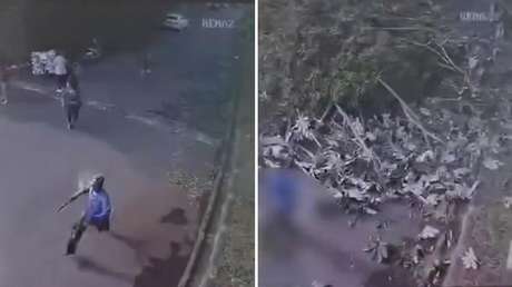 VIDEO: Un colosal árbol se desploma en segundos y hiere a varias personas