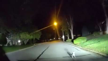 VIDEO: Un perro detiene a agentes con sus ladridos y los lleva con su dueño accidentado