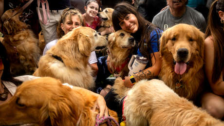 Una ciudad latinoamericana declara a las mascotas como seres sintientes