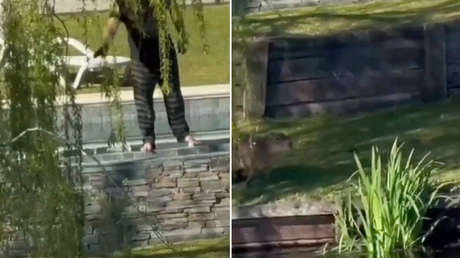 Graban a un hombre disparando a capibaras en su jardín (VIDEO)