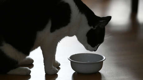 Estudio detecta una sustancia tóxica en el 99 % de los alimentos para gatos