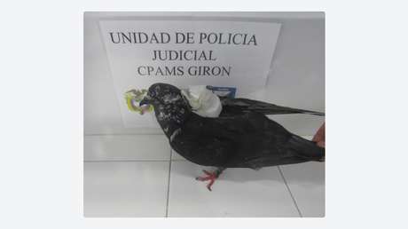 Captan in fraganti a una paloma traficante (VIDEO)