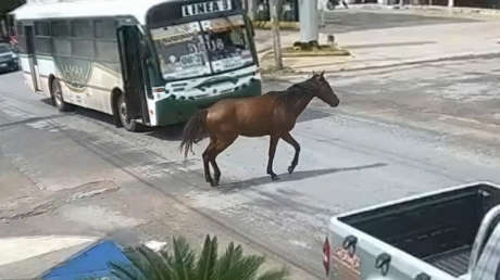 Esto ocurre cuando un caballo aparece de repente en plena avenida (VIDEO)