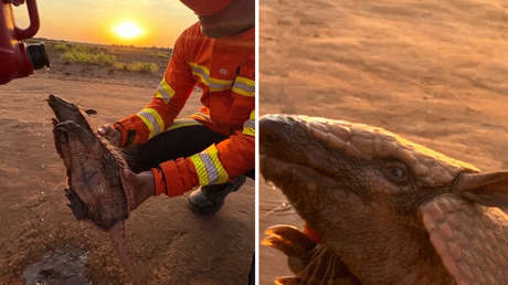VIDEO: El conmovedor auxilio de un bombero a un armadillo en medio de un incendio