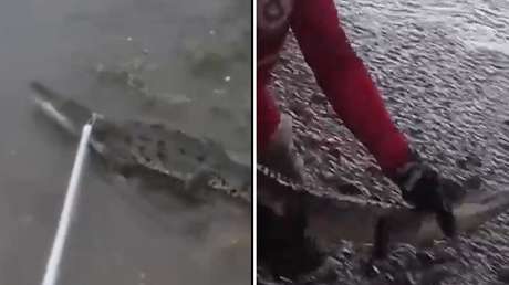VIDEO: Cocodrilos aparecen en zonas pobladas de un estado de México tras el paso de un huracán