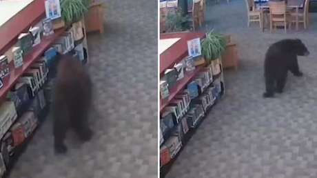 VIDEO: Un oso hace una pausa en su rutina y entra a una biblioteca en busca de su próximo libro
