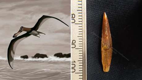 Descubren en Rusia rastros de un reptil alado que surcó el cielo hace 100 millones de años
