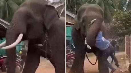 Terror en la India: Elefante rompe cadenas y ataca a su cuidador (VIDEO)