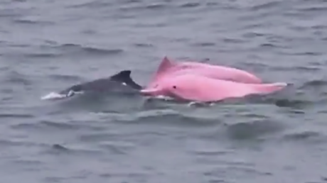 ¿Es real?: graban unos raros delfines 'Barbie' en Omán (VIDEO)