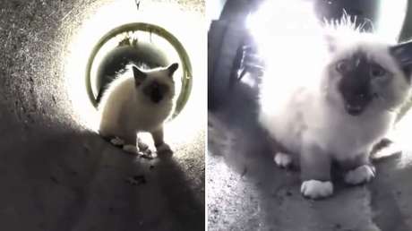 VIDEO: Rescatan con un robot a un gatito atrapado en una tubería