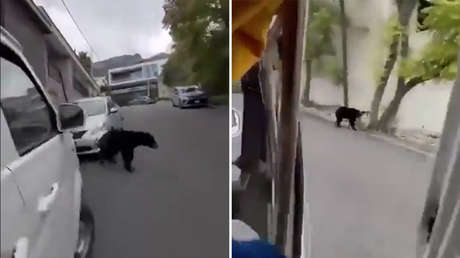 El insólito encuentro de un repartidor en una calle de México (VIDEO)