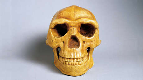 Un fósil olvidado durante años podría cambiar la historia del Homo erectus