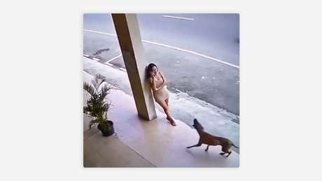 VIDEO: Perro alerta a joven segundos antes de una catástrofe
