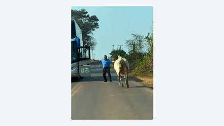 VIDEO: Un conductor y un toro se enfrentan en una carretera