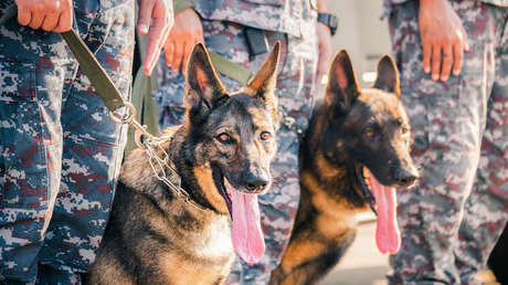 EE.UU. invertirá 200 millones de dólares en perros militares clonados