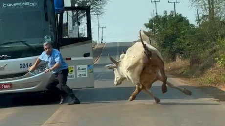 VIDEO: Un conductor y un toro se enfrentan en una carretera