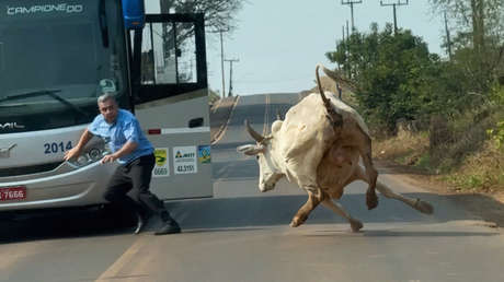 VIDEO: Un conductor y un toro se enfrentan en una carretera