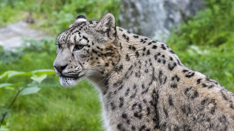 Un leopardo ataca a una cuidadora en un zoológico y la deja en estado crítico