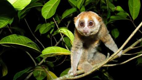 Encuentran un primate venenoso que se creía extinto hace casi 90 años
