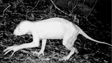 ¿El regreso del chupacabras? Captan a misteriosa criatura en México (VIDEO)