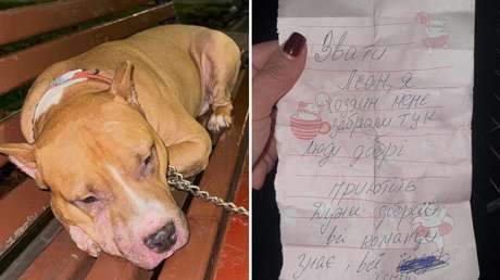 "Me llevaron los reclutadores": Un pitbull queda abandonado en Ucrania con una nota de su dueño
