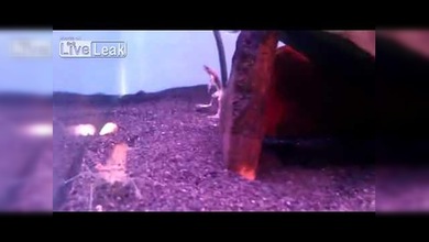 Una rana árbitro separa a dos gambas